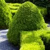 Fast Growing Trees Boxwood Shrubs American Boxwood Shrub 1 Fast Growing Trees Boxwood Shrubs American Boxwood Shrub
