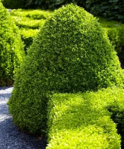 Fast Growing Trees Boxwood Shrubs American Boxwood Shrub