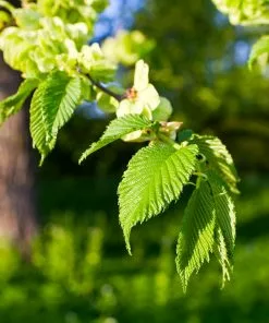 Fast Growing Trees American Elm Tree Elm Trees 12 Fast Growing Trees American Elm Tree Elm Trees