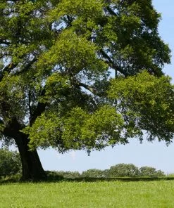 Fast Growing Trees American Elm Tree Elm Trees