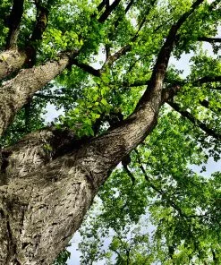 Fast Growing Trees American Elm Tree Elm Trees 10 Fast Growing Trees American Elm Tree Elm Trees