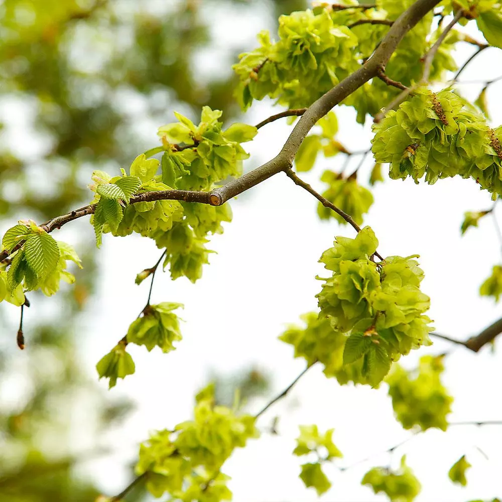 Fast Growing Trees American Elm Tree Elm Trees 8 Fast Growing Trees American Elm Tree Elm Trees