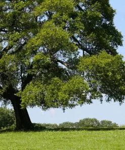 Fast Growing Trees American Elm Tree Elm Trees