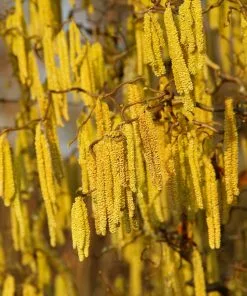 Fast Growing Trees American Hazelnut Filbert Nut Trees 11 Fast Growing Trees American Hazelnut Filbert Nut Trees