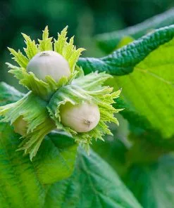 Fast Growing Trees American Hazelnut Filbert Nut Trees 10 Fast Growing Trees American Hazelnut Filbert Nut Trees