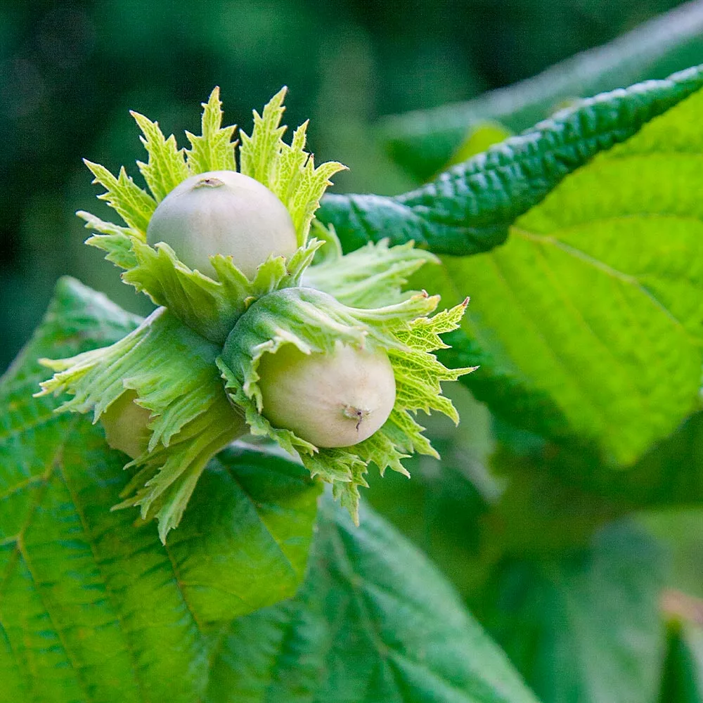 Fast Growing Trees American Hazelnut Filbert Nut Trees 5 Fast Growing Trees American Hazelnut Filbert Nut Trees