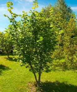 Fast Growing Trees American Hazelnut Filbert Nut Trees 12 Fast Growing Trees American Hazelnut Filbert Nut Trees