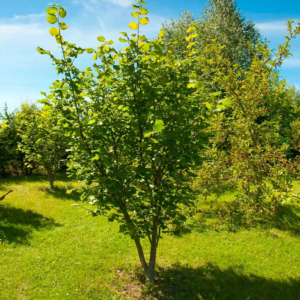 Fast Growing Trees American Hazelnut Filbert Nut Trees 7 Fast Growing Trees American Hazelnut Filbert Nut Trees