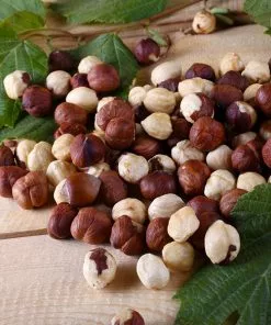 Fast Growing Trees American Hazelnut Filbert Nut Trees