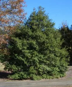 Fast Growing Trees Holly Trees Greenleaf American Holly Shrub 9 Fast Growing Trees Holly Trees Greenleaf American Holly Shrub