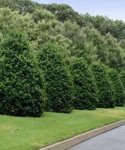 Fast Growing Trees Holly Trees Greenleaf American Holly Shrub 10 Fast Growing Trees Holly Trees Greenleaf American Holly Shrub