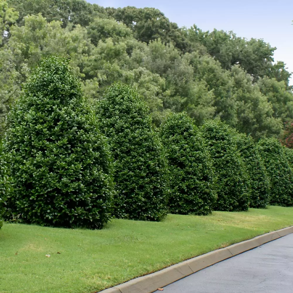 Fast Growing Trees Holly Trees Greenleaf American Holly Shrub 6 Fast Growing Trees Holly Trees Greenleaf American Holly Shrub