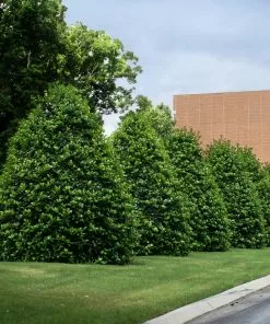 Fast Growing Trees Holly Trees Greenleaf American Holly Shrub