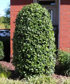 Fast Growing Trees Holly Trees Greenleaf American Holly Shrub 11 Fast Growing Trees Holly Trees Greenleaf American Holly Shrub