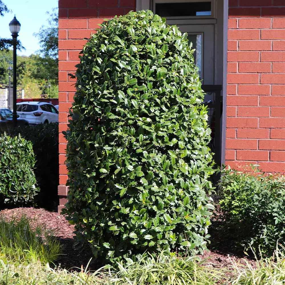 Fast Growing Trees Holly Trees Greenleaf American Holly Shrub 7 Fast Growing Trees Holly Trees Greenleaf American Holly Shrub