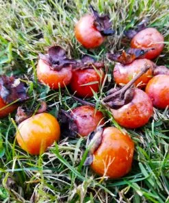 Fast Growing Trees American Persimmon Tree Persimmon Trees 11 Fast Growing Trees American Persimmon Tree Persimmon Trees