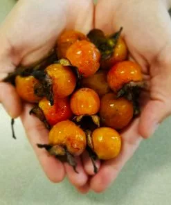 Fast Growing Trees American Persimmon Tree Persimmon Trees 12 Fast Growing Trees American Persimmon Tree Persimmon Trees