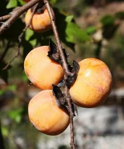Fast Growing Trees American Persimmon Tree Persimmon Trees