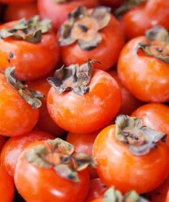 Fast Growing Trees American Persimmon Tree Persimmon Trees 13 Fast Growing Trees American Persimmon Tree Persimmon Trees