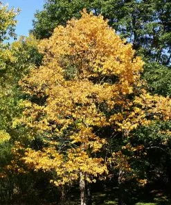 Fast Growing Trees American Persimmon Tree Persimmon Trees 15 Fast Growing Trees American Persimmon Tree Persimmon Trees