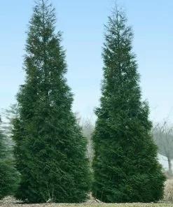 Fast Growing Trees Full Speed A Hedge® American Pillar Arborvitae Arborvitae Trees