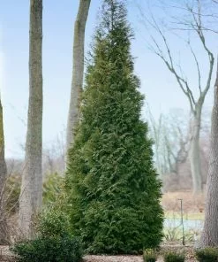 Fast Growing Trees Full Speed A Hedge® American Pillar Arborvitae Arborvitae Trees