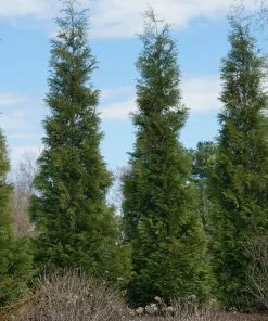 Fast Growing Trees Full Speed A Hedge® American Pillar Arborvitae Arborvitae Trees