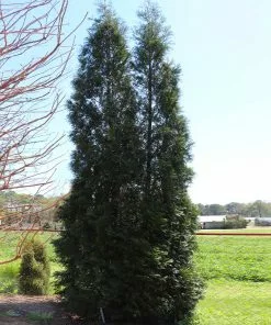 Fast Growing Trees Full Speed A Hedge® American Pillar Arborvitae Arborvitae Trees