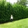 Fast Growing Trees Full Speed A Hedge® American Pillar Arborvitae Arborvitae Trees 1 Fast Growing Trees Full Speed A Hedge® American Pillar Arborvitae Arborvitae Trees