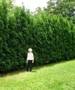 Fast Growing Trees Full Speed A Hedge® American Pillar Arborvitae Arborvitae Trees