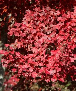 Fast Growing Trees American Red Maple Tree 7 Fast Growing Trees American Red Maple Tree