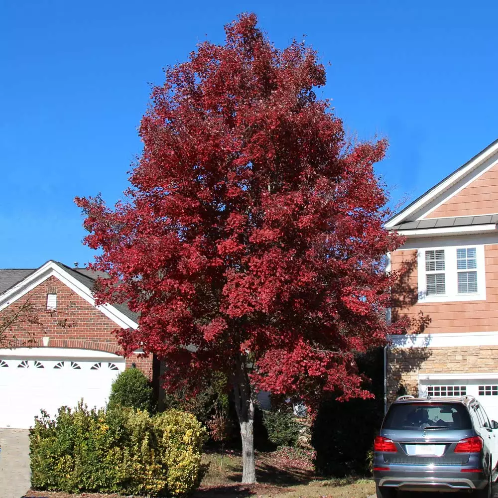 Fast Growing Trees American Red Maple Tree 4 Fast Growing Trees American Red Maple Tree