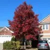 Fast Growing Trees American Red Maple Tree 1 Fast Growing Trees American Red Maple Tree