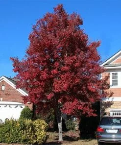 Fast Growing Trees American Red Maple Tree