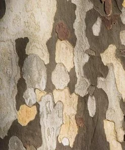 Fast Growing Trees American Sycamore Tree See All Shade Trees 11 Fast Growing Trees American Sycamore Tree See All Shade Trees