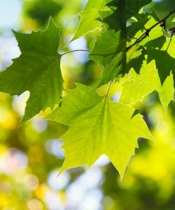 Fast Growing Trees American Sycamore Tree See All Shade Trees 10 Fast Growing Trees American Sycamore Tree See All Shade Trees