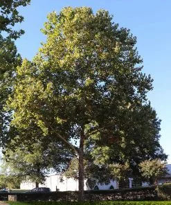 Fast Growing Trees American Sycamore Tree See All Shade Trees 9 Fast Growing Trees American Sycamore Tree See All Shade Trees
