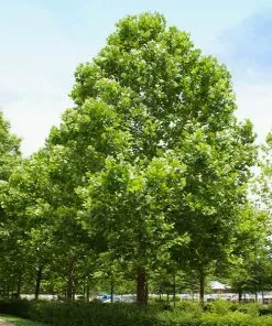 Fast Growing Trees American Sycamore Tree See All Shade Trees