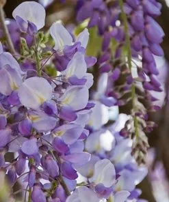 Fast Growing Trees See All Shrubs & Hedges Amethyst Falls Wisteria Vine 7 Fast Growing Trees See All Shrubs & Hedges Amethyst Falls Wisteria Vine