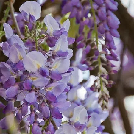 Fast Growing Trees See All Shrubs & Hedges Amethyst Falls Wisteria Vine 5 Fast Growing Trees See All Shrubs & Hedges Amethyst Falls Wisteria Vine
