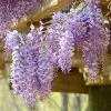 Fast Growing Trees See All Shrubs & Hedges Amethyst Falls Wisteria Vine 1 Fast Growing Trees See All Shrubs & Hedges Amethyst Falls Wisteria Vine