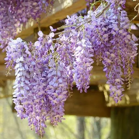 Fast Growing Trees See All Shrubs & Hedges Amethyst Falls Wisteria Vine 4 Fast Growing Trees See All Shrubs & Hedges Amethyst Falls Wisteria Vine