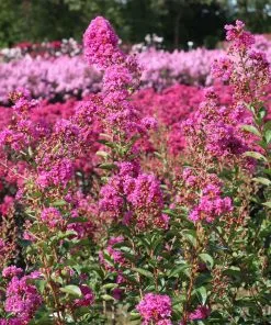 Fast Growing Trees Amethyst King™ Emerald Empire® Crape Myrtle Tree Crape Myrtles 10 Fast Growing Trees Amethyst King™ Emerald Empire® Crape Myrtle Tree Crape Myrtles