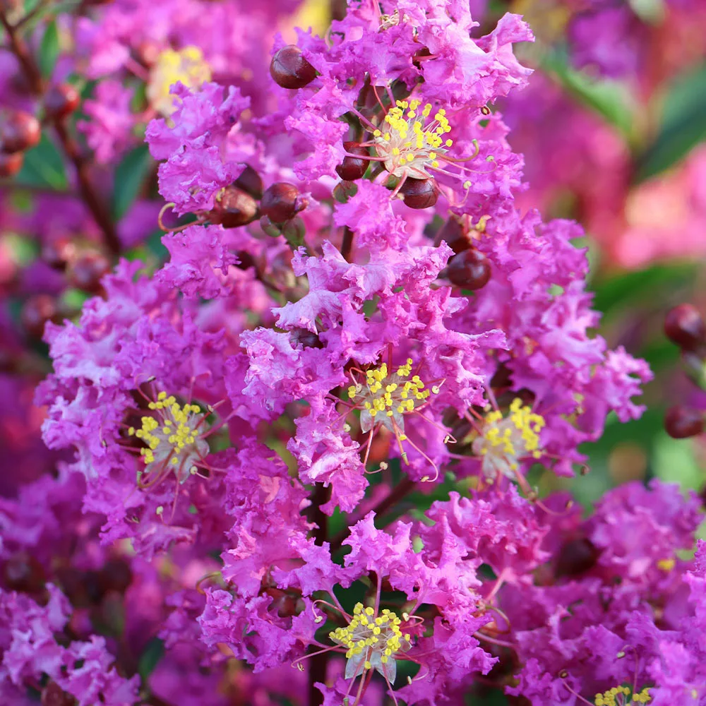 Fast Growing Trees Amethyst King™ Emerald Empire® Crape Myrtle Tree Crape Myrtles 4 Fast Growing Trees Amethyst King™ Emerald Empire® Crape Myrtle Tree Crape Myrtles