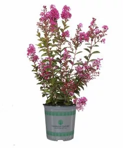 Fast Growing Trees Amethyst King™ Emerald Empire® Crape Myrtle Tree Crape Myrtles 11 Fast Growing Trees Amethyst King™ Emerald Empire® Crape Myrtle Tree Crape Myrtles