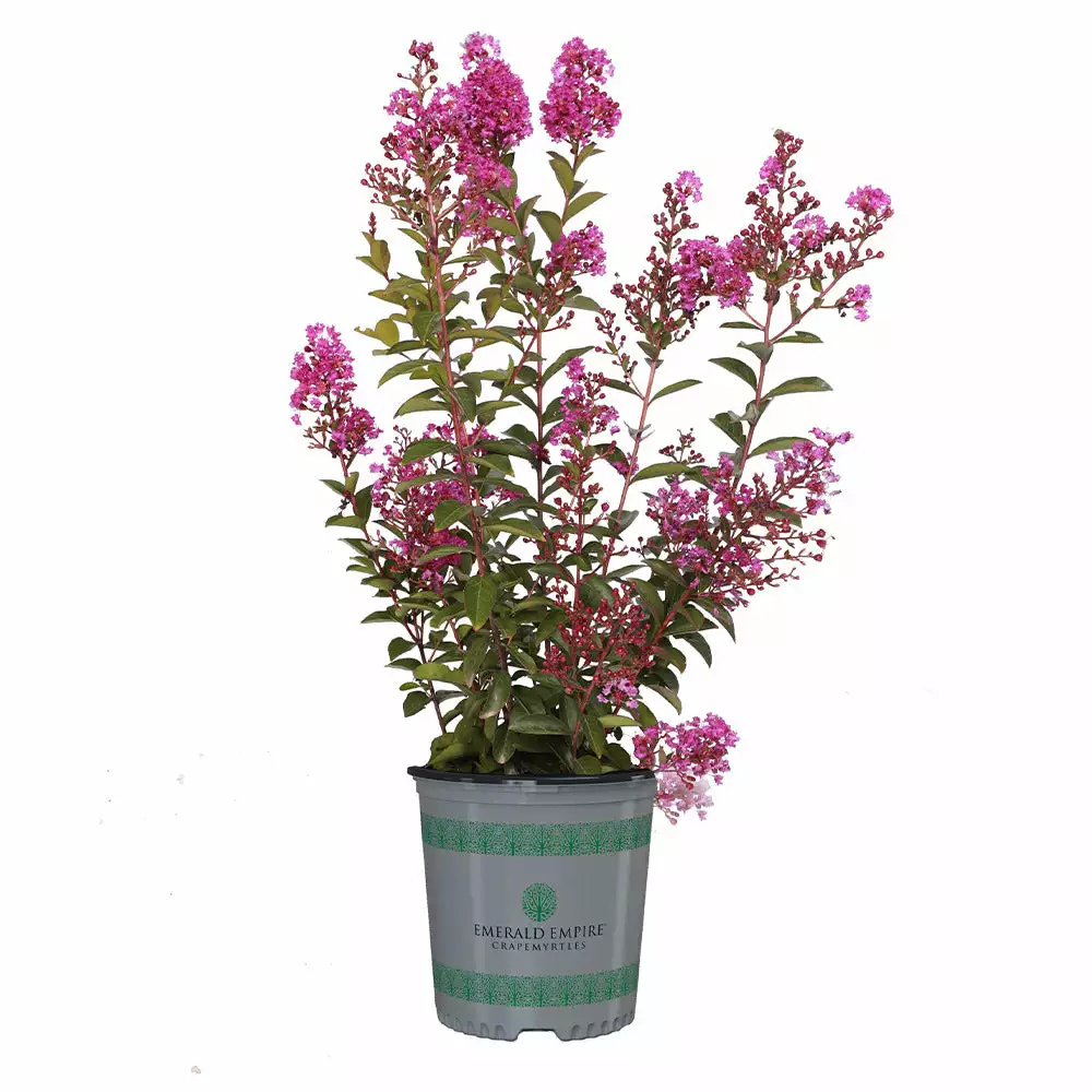 Fast Growing Trees Amethyst King™ Emerald Empire® Crape Myrtle Tree Crape Myrtles 7 Fast Growing Trees Amethyst King™ Emerald Empire® Crape Myrtle Tree Crape Myrtles