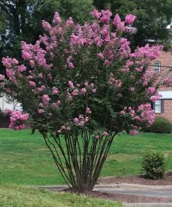 Fast Growing Trees Amethyst King™ Emerald Empire® Crape Myrtle Tree Crape Myrtles 9 Fast Growing Trees Amethyst King™ Emerald Empire® Crape Myrtle Tree Crape Myrtles