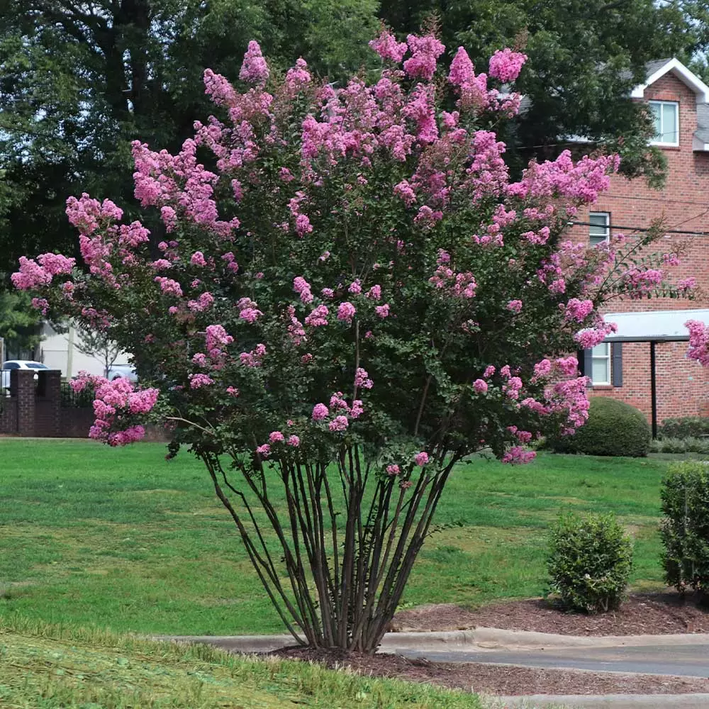 Fast Growing Trees Amethyst King™ Emerald Empire® Crape Myrtle Tree Crape Myrtles 5 Fast Growing Trees Amethyst King™ Emerald Empire® Crape Myrtle Tree Crape Myrtles