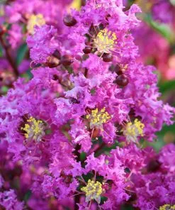 Fast Growing Trees Amethyst King™ Emerald Empire® Crape Myrtle Tree Crape Myrtles