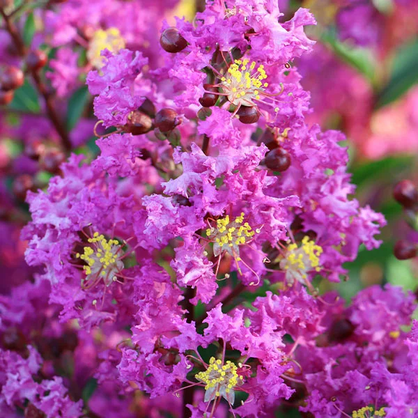 Fast Growing Trees Amethyst King™ Emerald Empire® Crape Myrtle Tree Crape Myrtles 3 Fast Growing Trees Amethyst King™ Emerald Empire® Crape Myrtle Tree Crape Myrtles